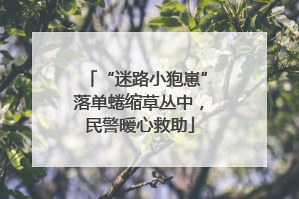 “迷路小狍崽”落单蜷缩草丛中，民警暖心救助