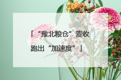 “豫北粮仓”麦收跑出“加速度”