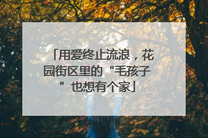 用爱终止流浪，花园街区里的“毛孩子”也想有个家