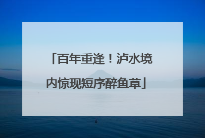 百年重逢！泸水境内惊现短序醉鱼草