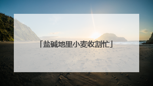 盐碱地里小麦收割忙