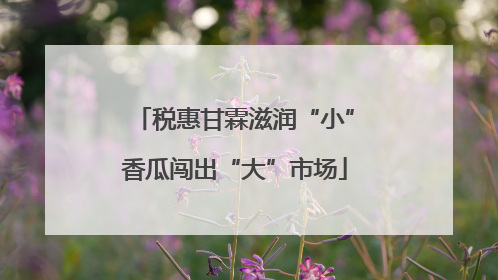 税惠甘霖滋润“小”香瓜闯出“大”市场