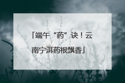 端午“药”诀！云南宁洱药根飘香