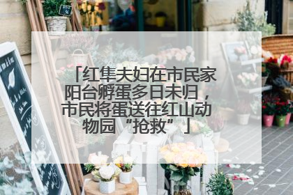 红隼夫妇在市民家阳台孵蛋多日未归，市民将蛋送往红山动物园“抢救”