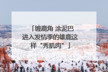 缠鹿角 涂泥巴 进入发情季的雄鹿这样“秀肌肉”
