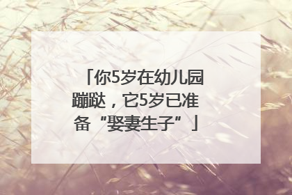 你5岁在幼儿园蹦跶，它5岁已准备“娶妻生子”