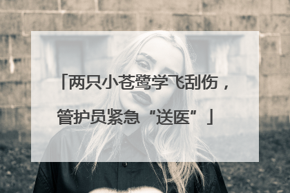 两只小苍鹭学飞刮伤，管护员紧急“送医”