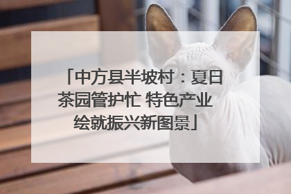 中方县半坡村：夏日茶园管护忙 特色产业绘就振兴新图景