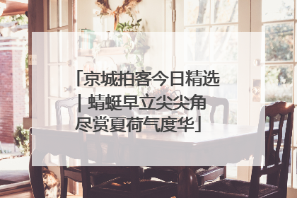 京城拍客今日精选｜蜻蜓早立尖尖角 尽赏夏荷气度华