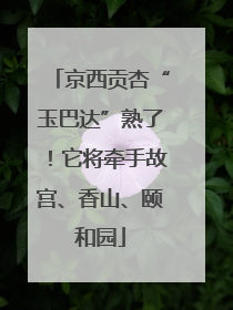 京西贡杏“玉巴达”熟了！它将牵手故宫、香山、颐和园
