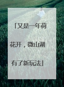 又是一年荷花开，微山湖有了新玩法