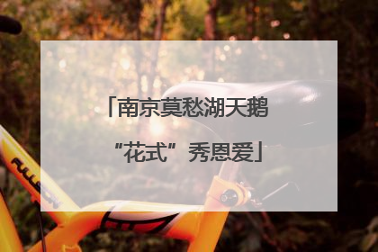 南京莫愁湖天鹅“花式”秀恩爱