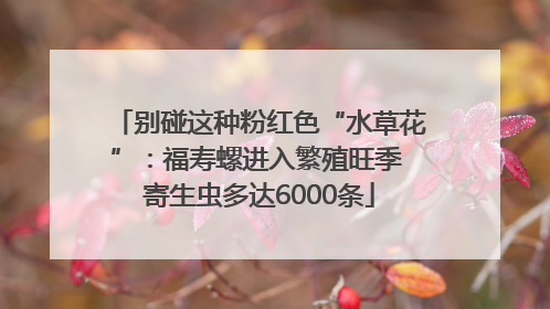 别碰这种粉红色“水草花”：福寿螺进入繁殖旺季 寄生虫多达6000条