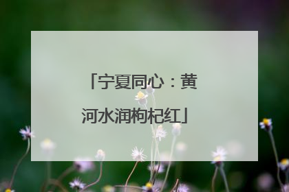 宁夏同心：黄河水润枸杞红