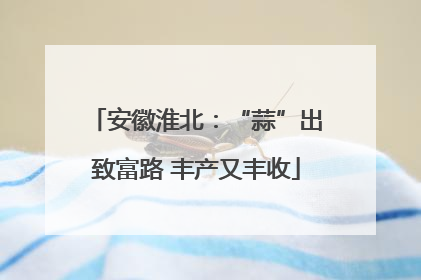 安徽淮北：“蒜”出致富路 丰产又丰收