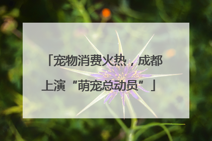 宠物消费火热，成都上演“萌宠总动员”