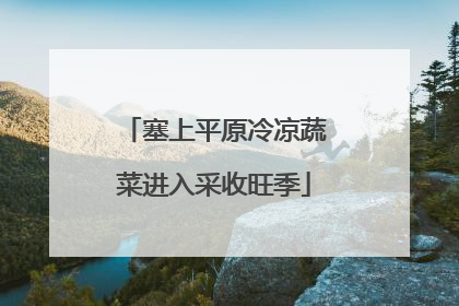 塞上平原冷凉蔬菜进入采收旺季