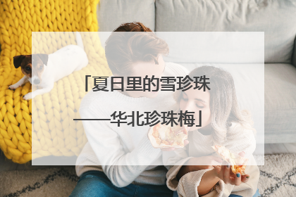 夏日里的雪珍珠——华北珍珠梅