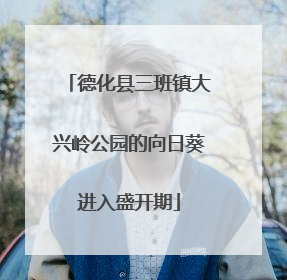 德化县三班镇大兴岭公园的向日葵进入盛开期