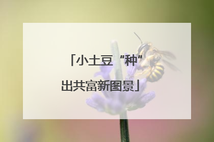 小土豆“种”出共富新图景