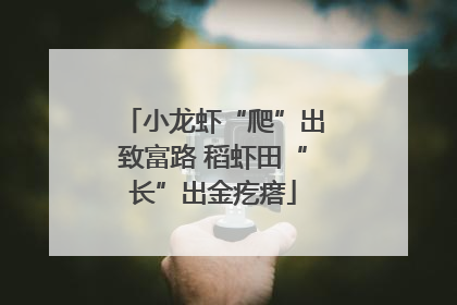 小龙虾“爬”出致富路 稻虾田“长”出金疙瘩