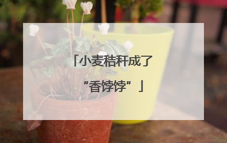 小麦秸秆成了“香饽饽”