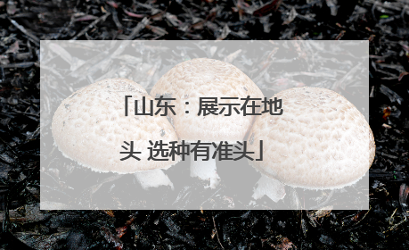 山东：展示在地头 选种有准头