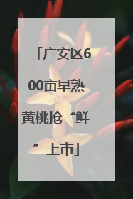 广安区600亩早熟黄桃抢“鲜”上市