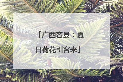 广西容县：夏日荷花引客来