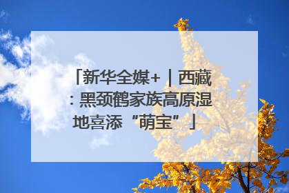 新华全媒+｜西藏：黑颈鹤家族高原湿地喜添“萌宝”
