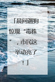 晨间遛狗惊现“毒株”，市民这一举动亮了！