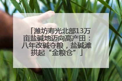 潍坊寿光北部13万亩盐碱地迈向高产田：八年改碱夺粮，盐碱滩拱起“金粮仓”