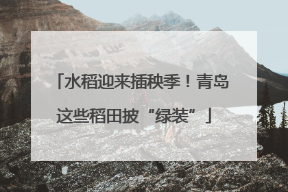 水稻迎来插秧季！青岛这些稻田披“绿装”