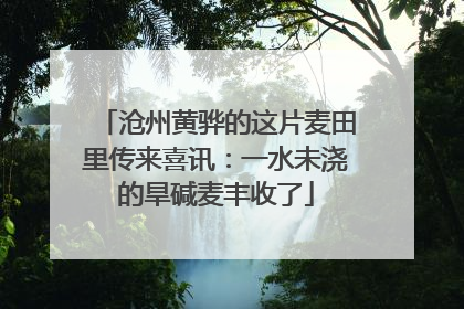 沧州黄骅的这片麦田里传来喜讯：一水未浇的旱碱麦丰收了