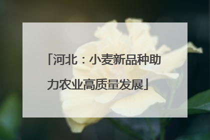 河北：小麦新品种助力农业高质量发展
