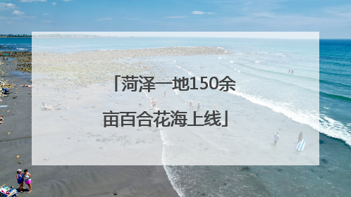 菏泽一地150余亩百合花海上线