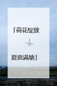 荷花绽放 夏意满塘