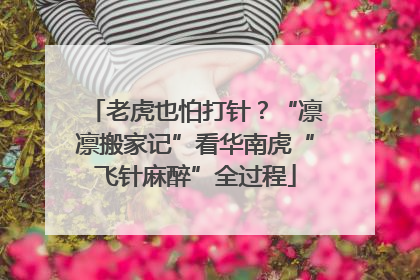 老虎也怕打针？“凛凛搬家记”看华南虎“飞针麻醉”全过程