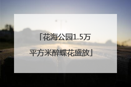 花海公园1.5万平方米醉蝶花盛放