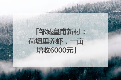 邹城皇甫新村：荷塘里养虾，一亩增收6000元