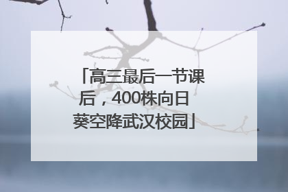高三最后一节课后，400株向日葵空降武汉校园