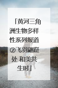 黄河三角洲生物多样性系列报道②飞羽翩跹处 和美共生时