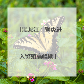 黑龙江：狮虎进入繁殖高峰期